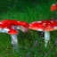 038 wald