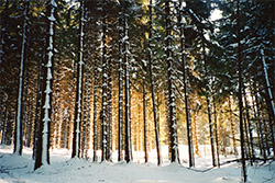 wald
