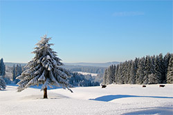frankenwald